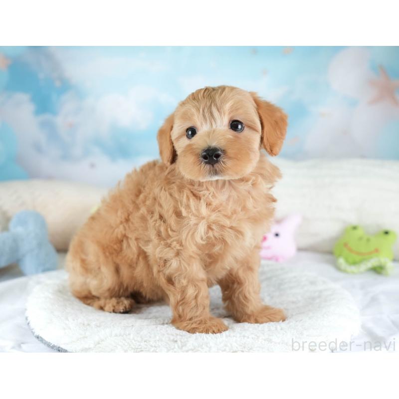 販売中の栃木県のマルプー:マルチーズ×トイプードル-454042の5枚目