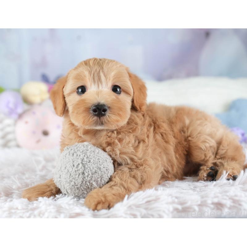 販売中の栃木県のマルプー:マルチーズ×トイプードル-454042の4枚目