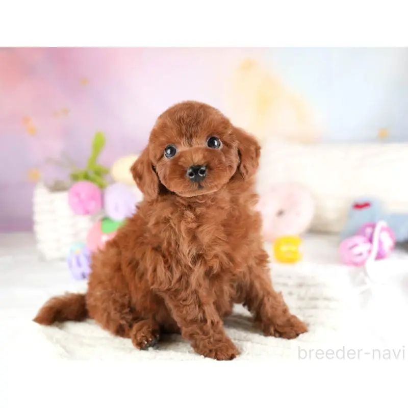 販売中の栃木県のトイプードル-454041の8枚目