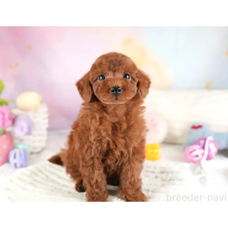 販売中の栃木県のトイプードル-454041の6枚目