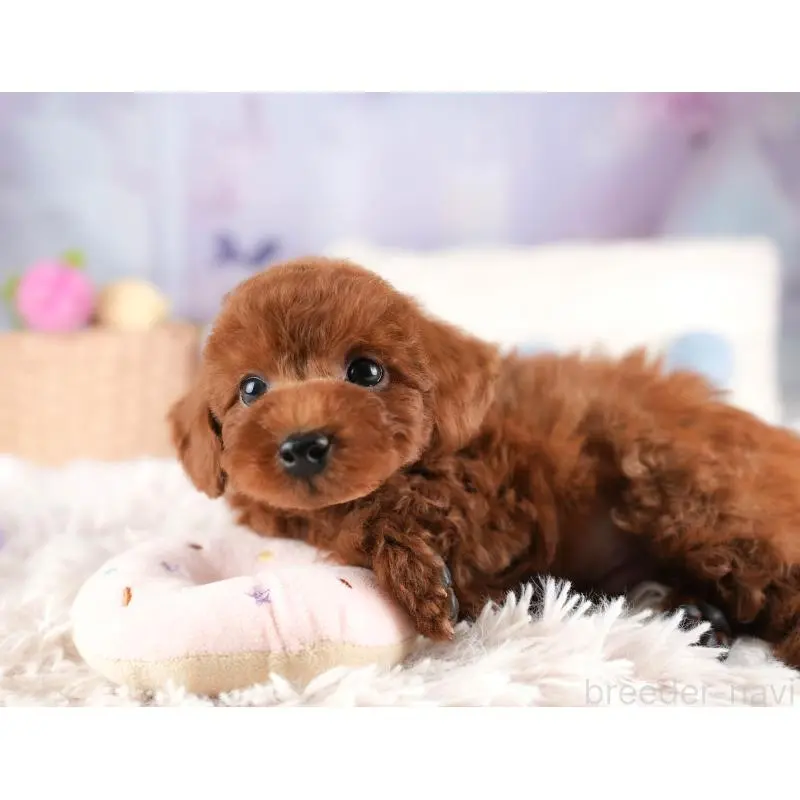 販売中の栃木県のトイプードル-454041の4枚目