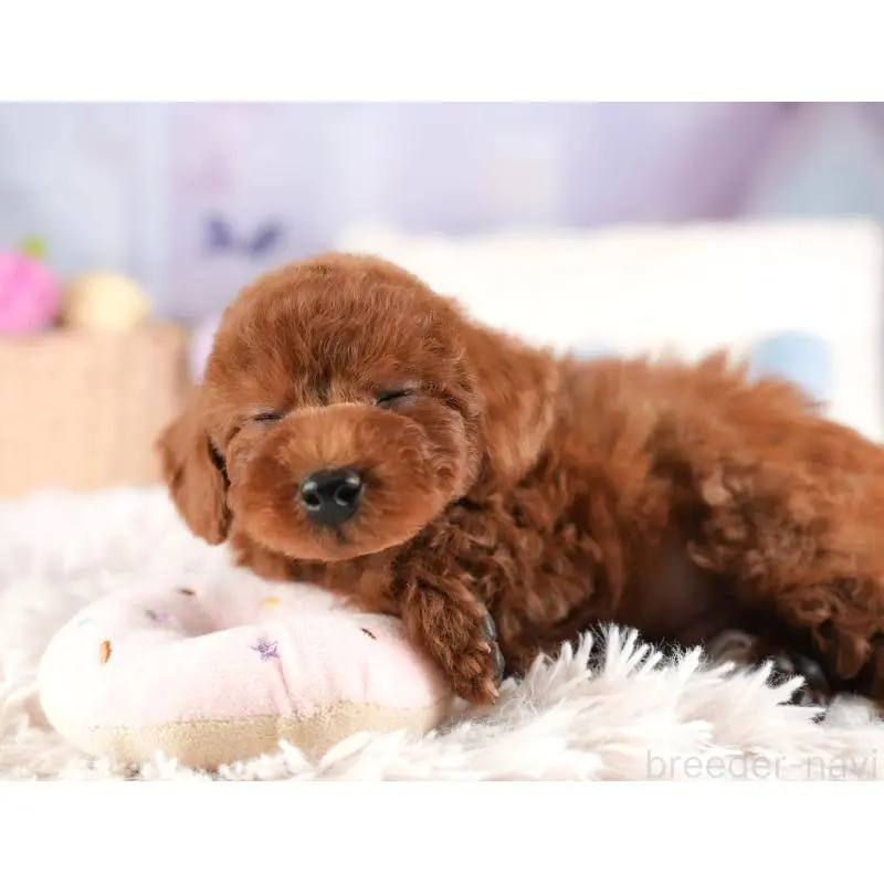 販売中の栃木県のトイプードル-454041の3枚目