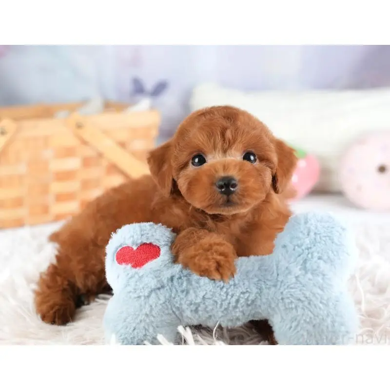 販売中の栃木県のトイプードル-454040の11枚目