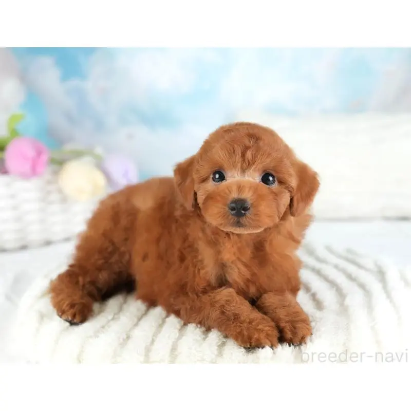 販売中の栃木県のトイプードル-454040の9枚目