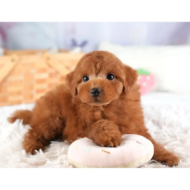 販売中の栃木県のトイプードル-454040の7枚目