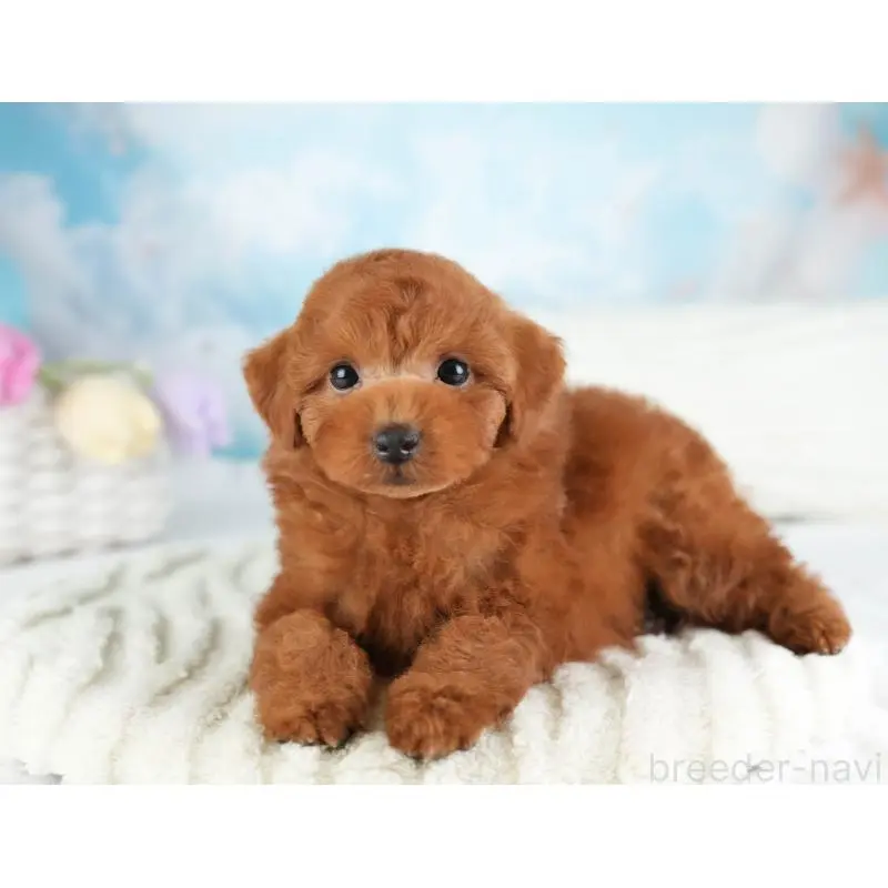 販売中の栃木県のトイプードル-454040の5枚目