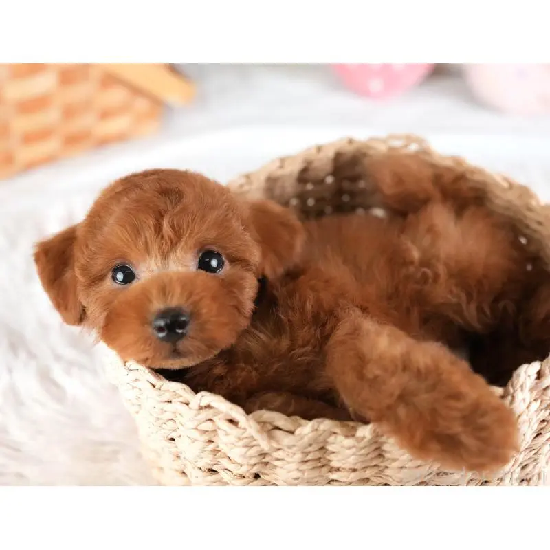 販売中の栃木県のトイプードル-454040の3枚目