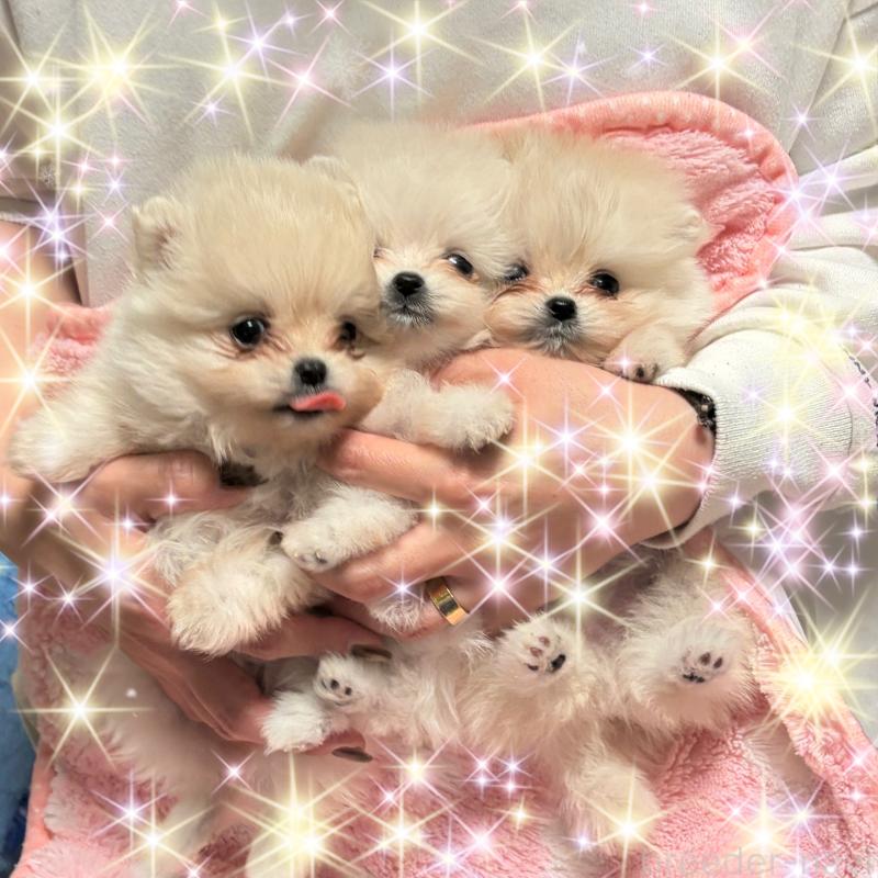 販売中の長野県のポメラニアン-452212