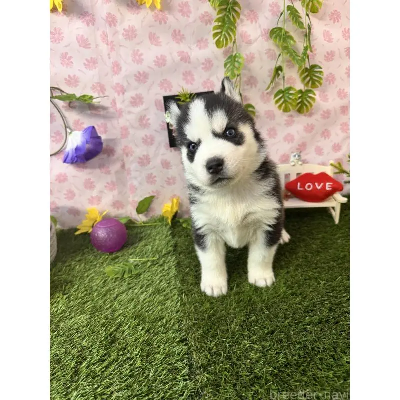 販売中の静岡県のシベリアンハスキー-453941の8枚目