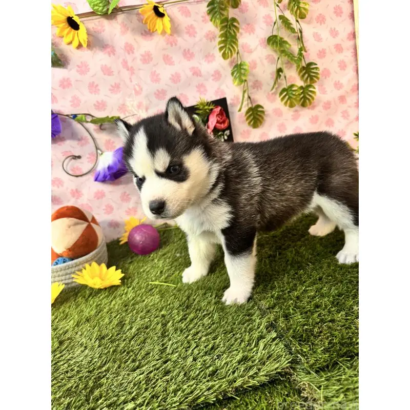 販売中の静岡県のシベリアンハスキー-453941の6枚目