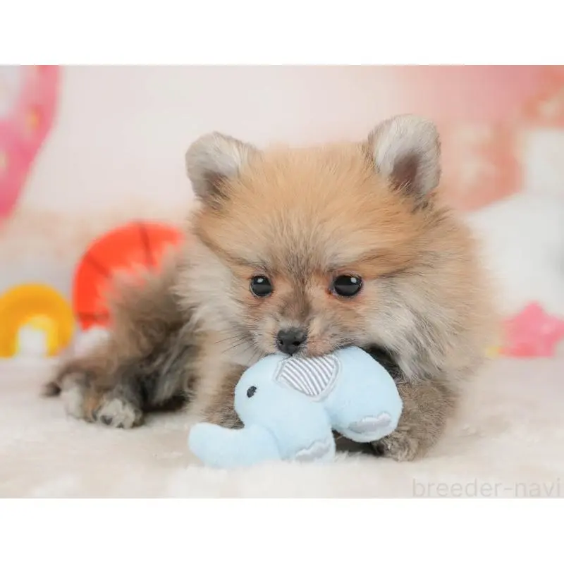 販売中の栃木県のポメラニアン-454038の5枚目