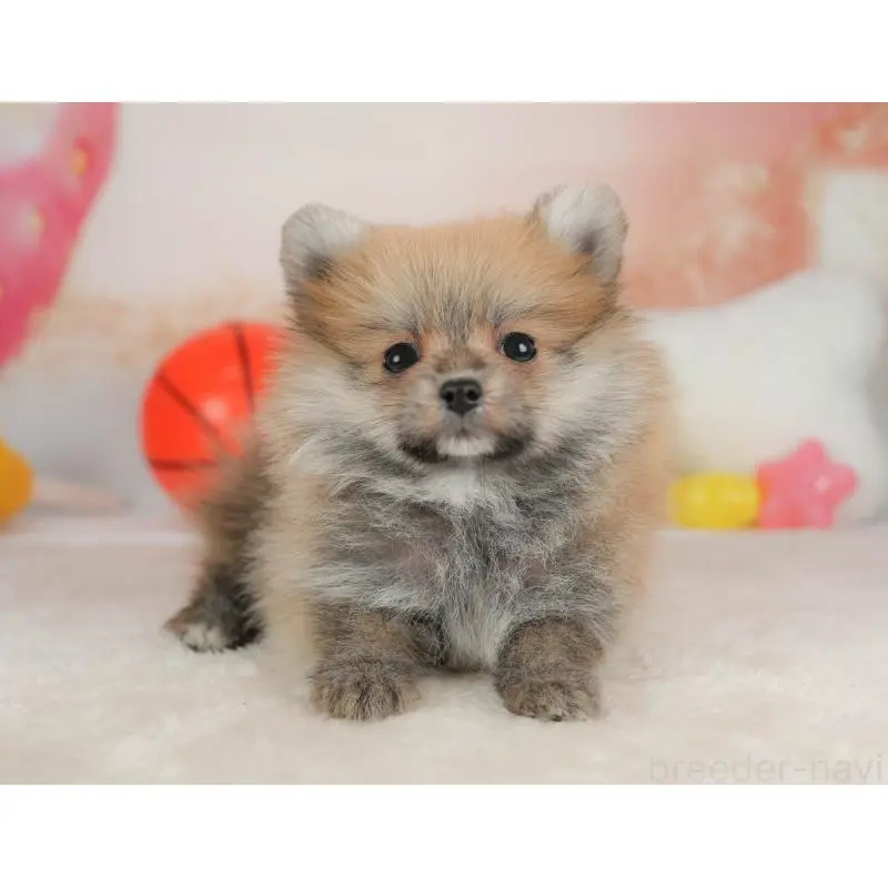 販売中の栃木県のポメラニアン-454038の4枚目