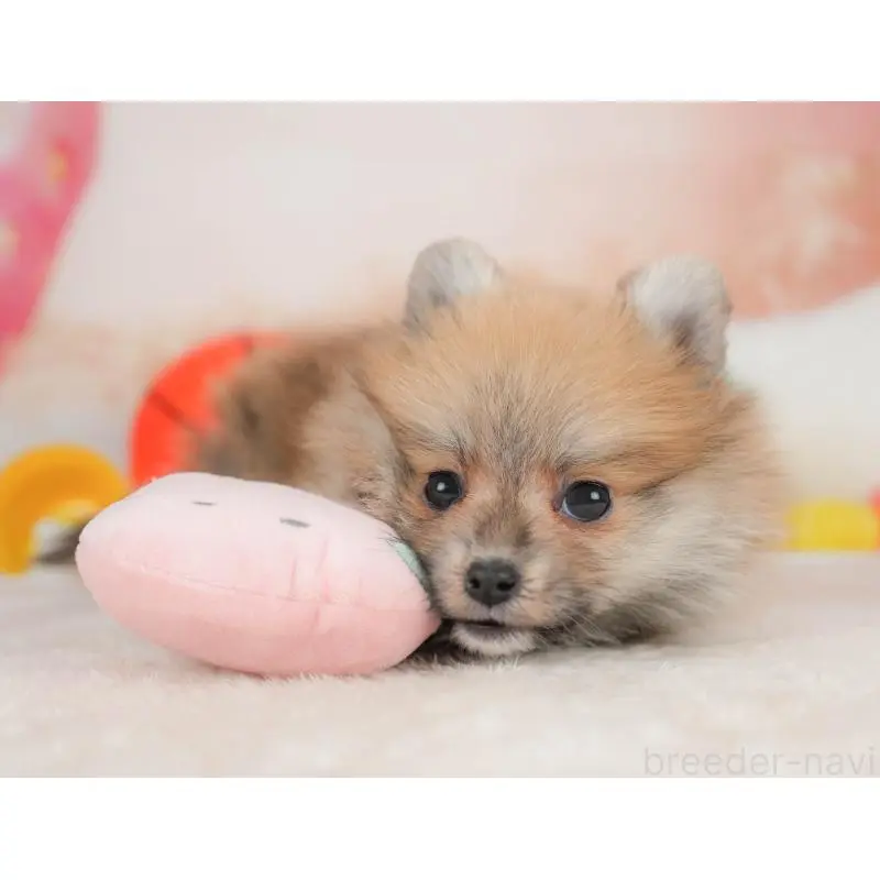 販売中の栃木県のポメラニアン-454038の3枚目