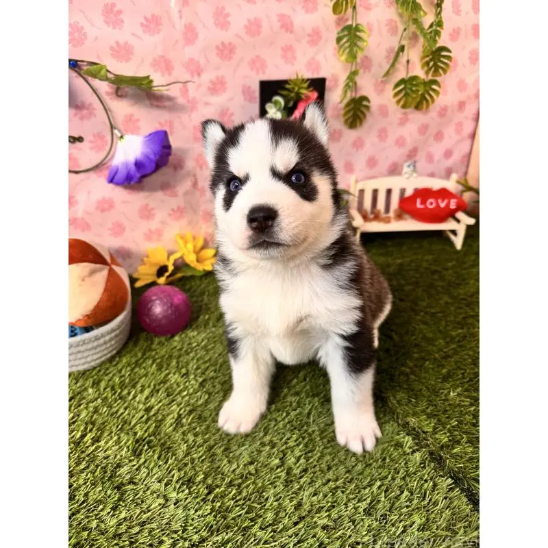 販売中の静岡県のシベリアンハスキー-453941の5枚目