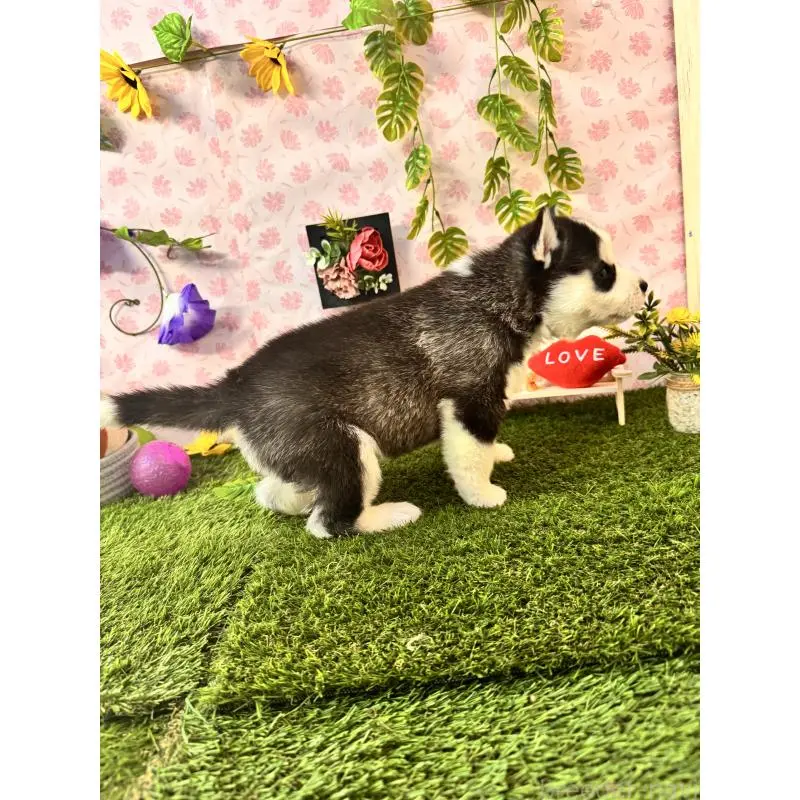 販売中の静岡県のシベリアンハスキー-453941の4枚目