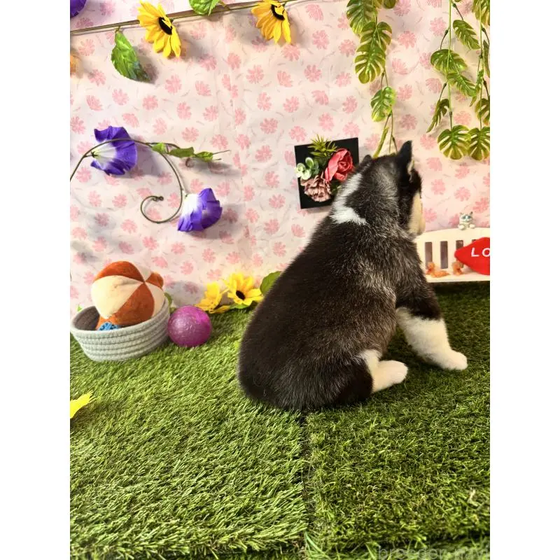 販売中の静岡県のシベリアンハスキー-453941の3枚目