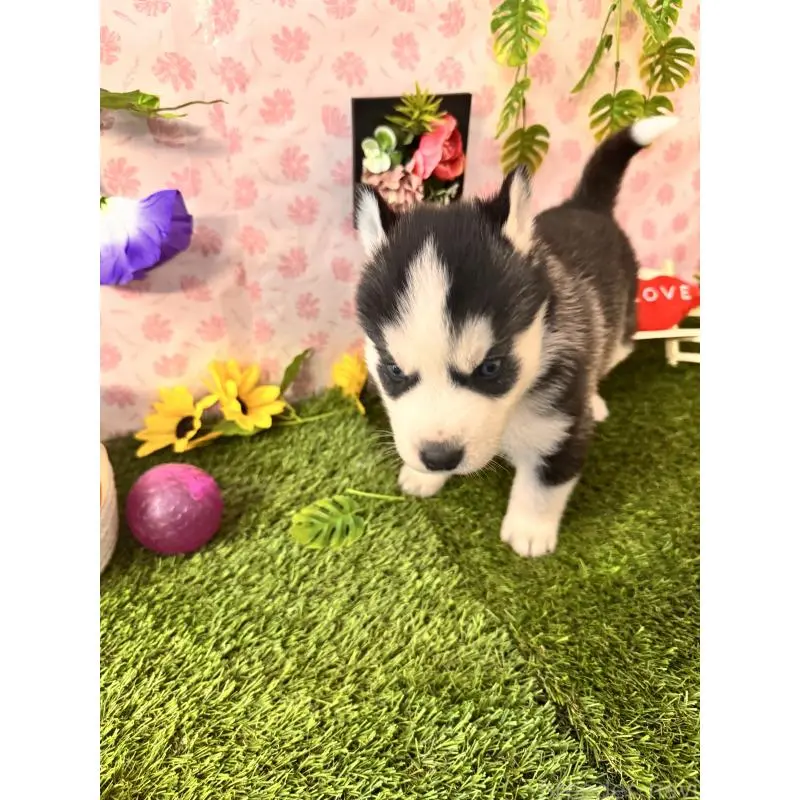 販売中の静岡県のシベリアンハスキー-453941の2枚目