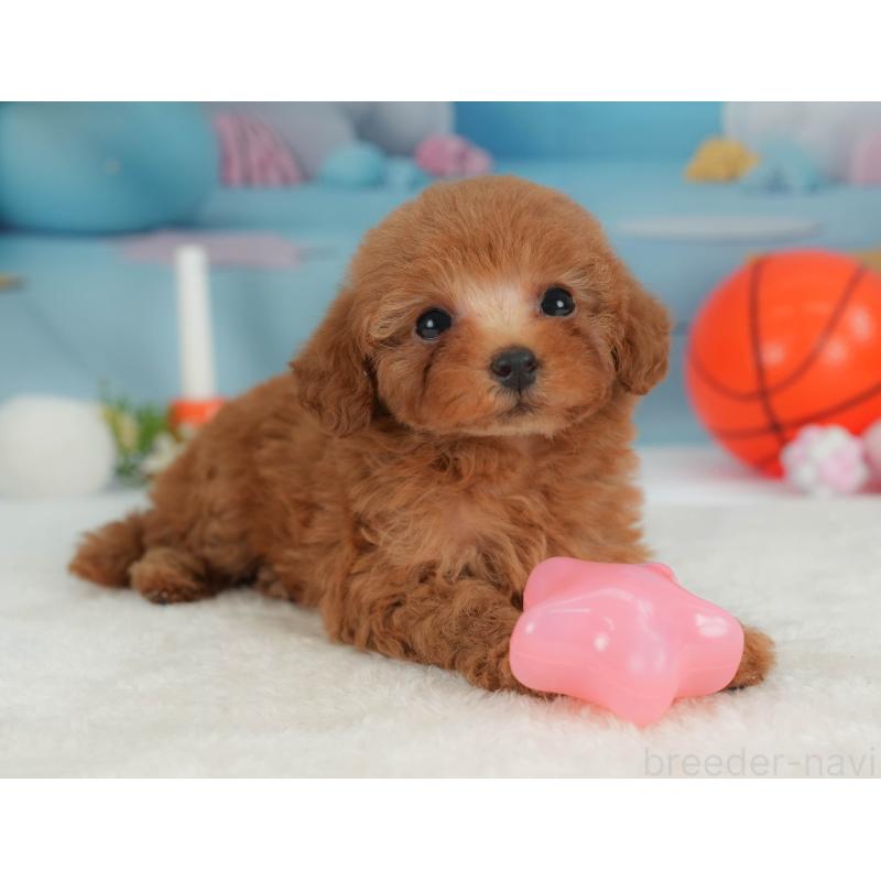 ♀︎トイプードル