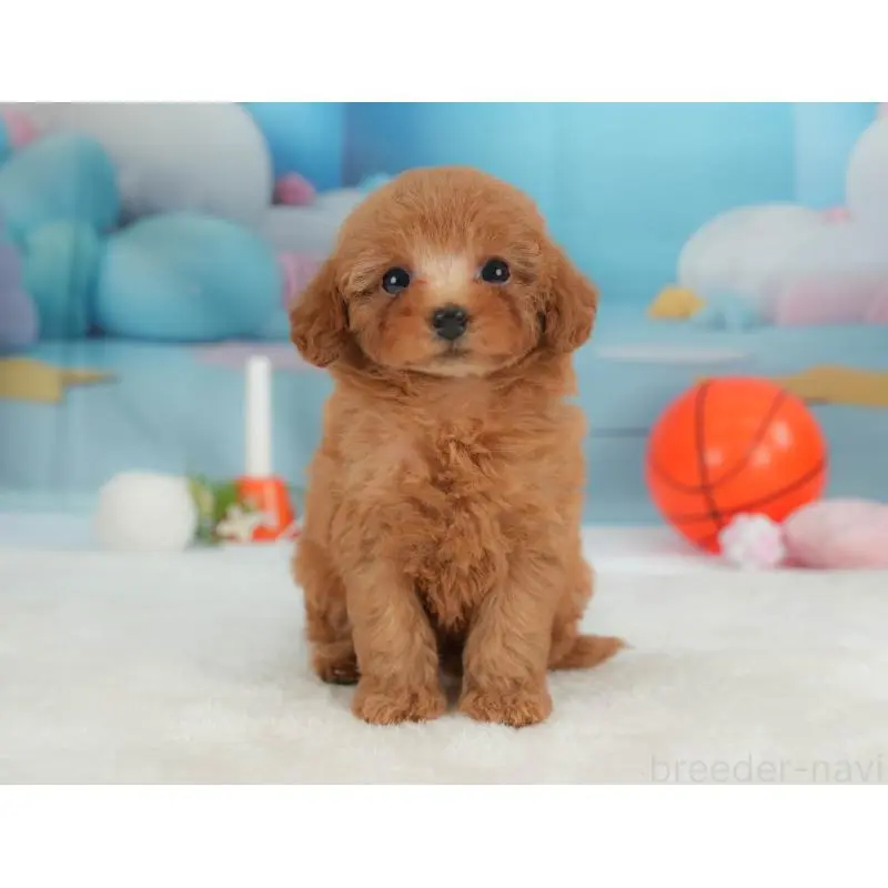 販売中の栃木県のトイプードル-454034の11枚目