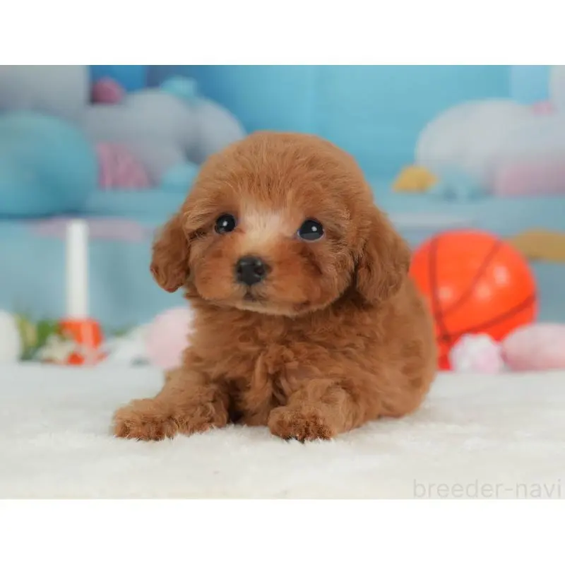 販売中の栃木県のトイプードル-454034の10枚目