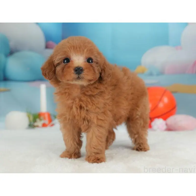 販売中の栃木県のトイプードル-454034の9枚目