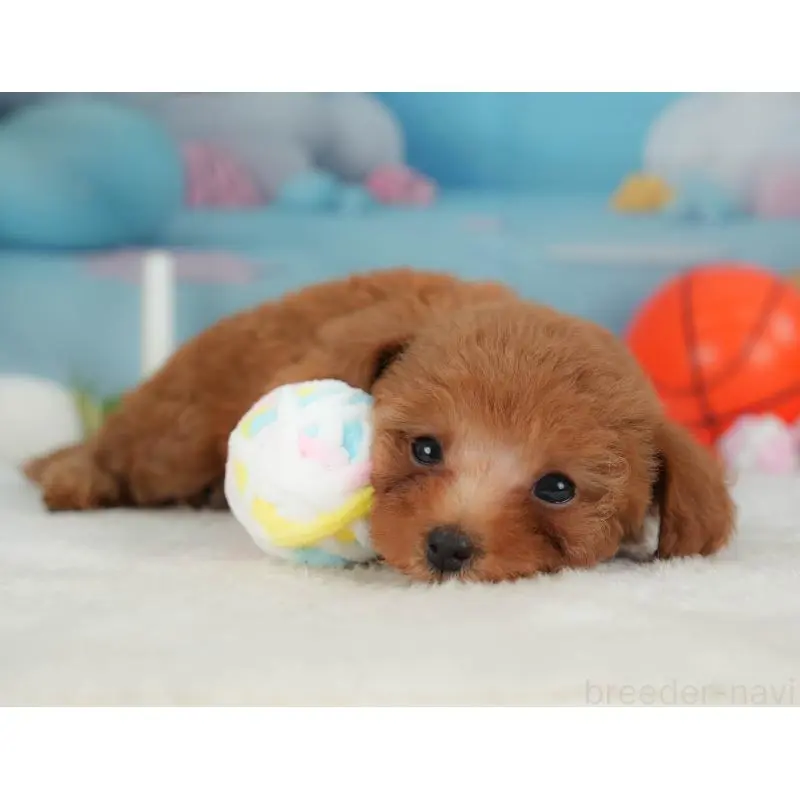 販売中の栃木県のトイプードル-454034の8枚目