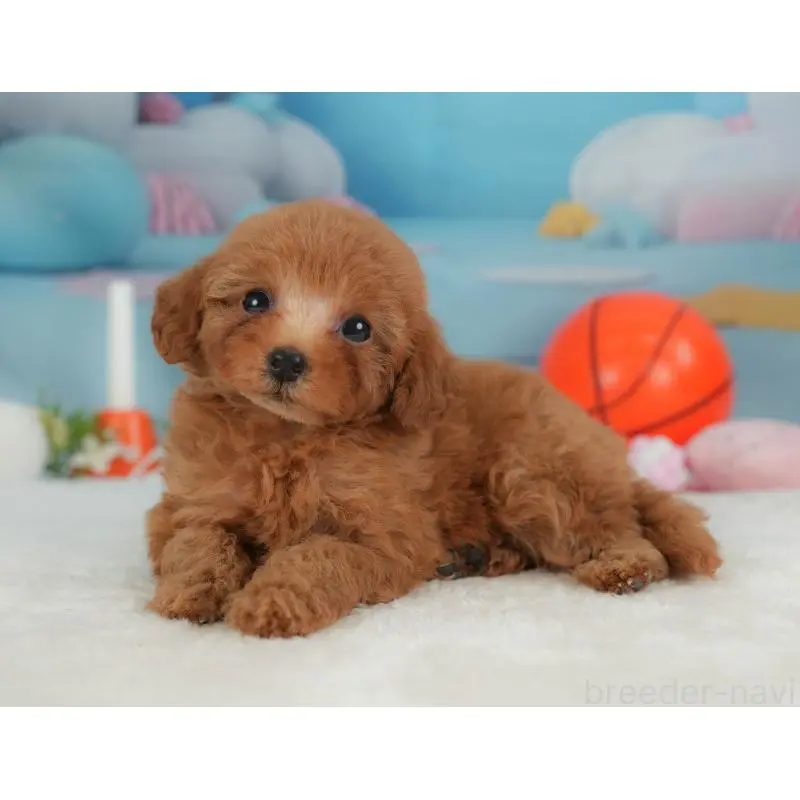 販売中の栃木県のトイプードル-454034の7枚目