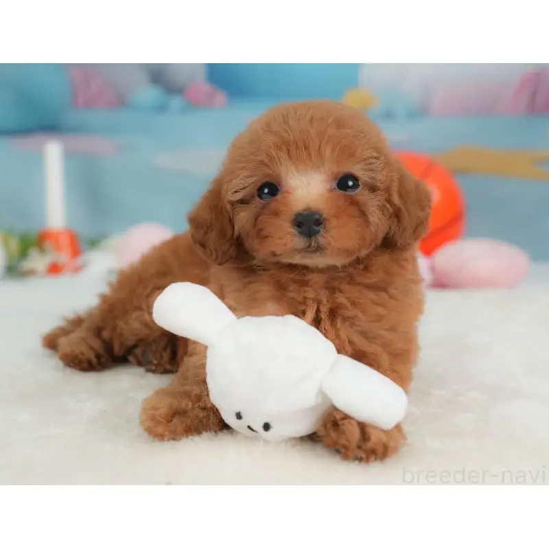 販売中の栃木県のトイプードル-454034の6枚目