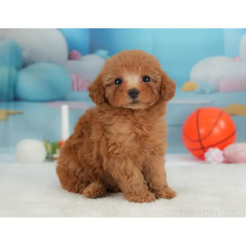 販売中の栃木県のトイプードル-454034の5枚目