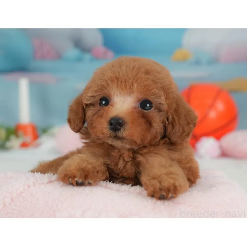 販売中の栃木県のトイプードル-454034の4枚目