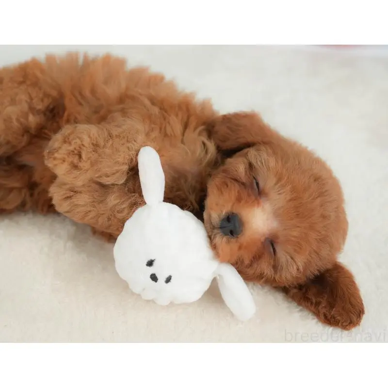 販売中の栃木県のトイプードル-454034の3枚目