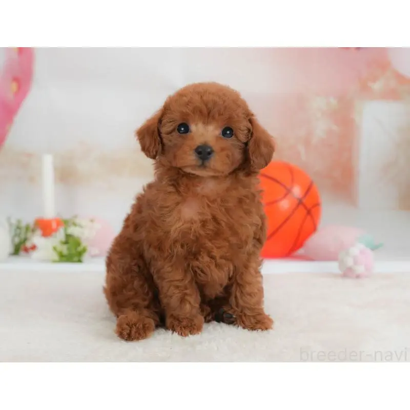 販売中の栃木県のトイプードル-454032の11枚目