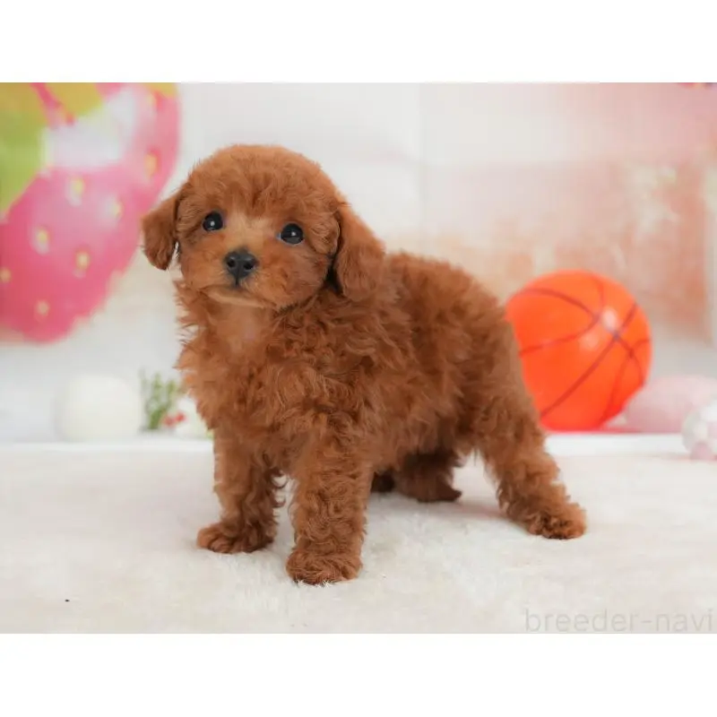 販売中の栃木県のトイプードル-454032の9枚目