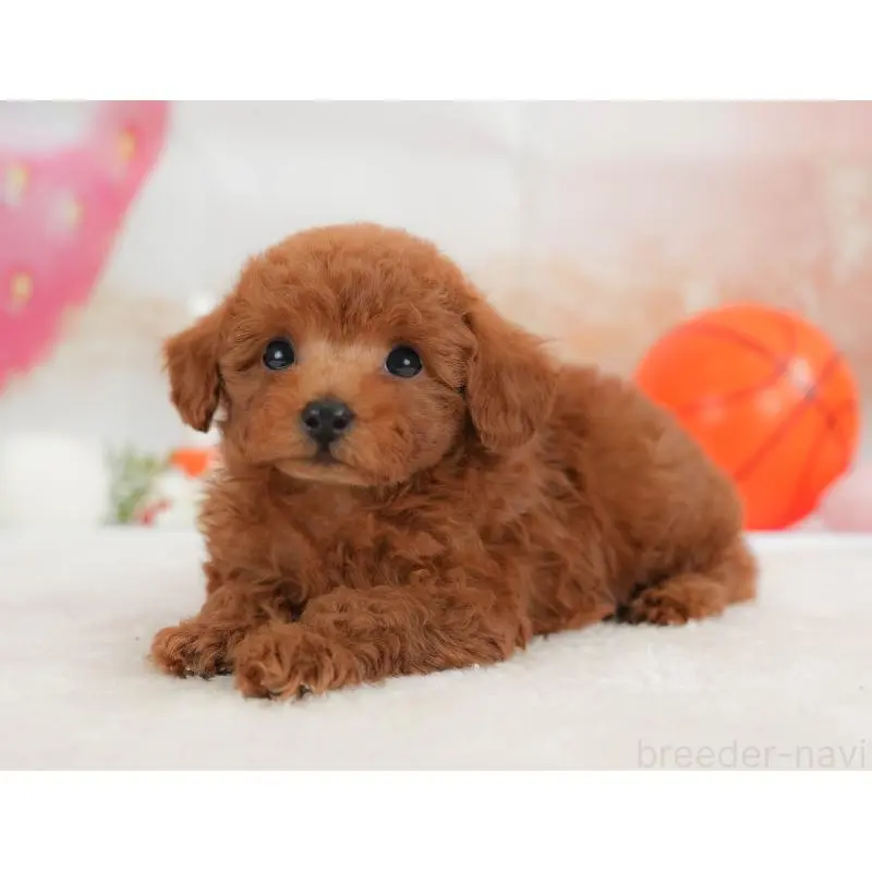 販売中の栃木県のトイプードル-454032の8枚目