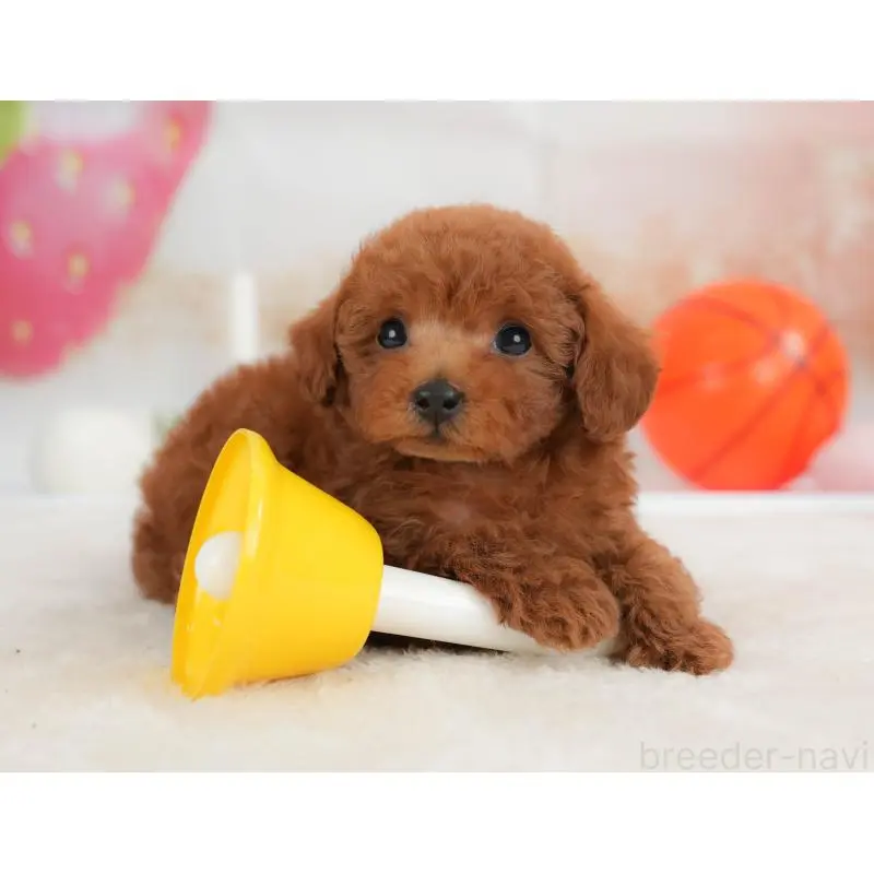 販売中の栃木県のトイプードル-454032の7枚目