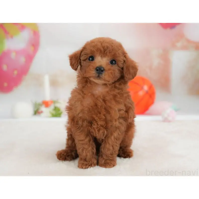 販売中の栃木県のトイプードル-454032の6枚目