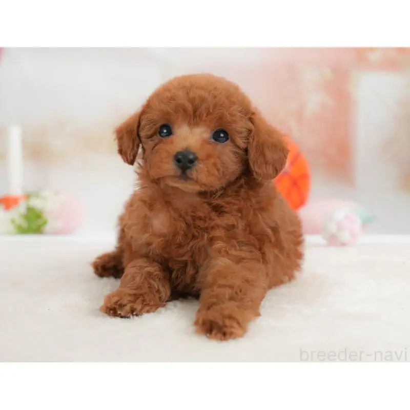 販売中の栃木県のトイプードル-454032の5枚目