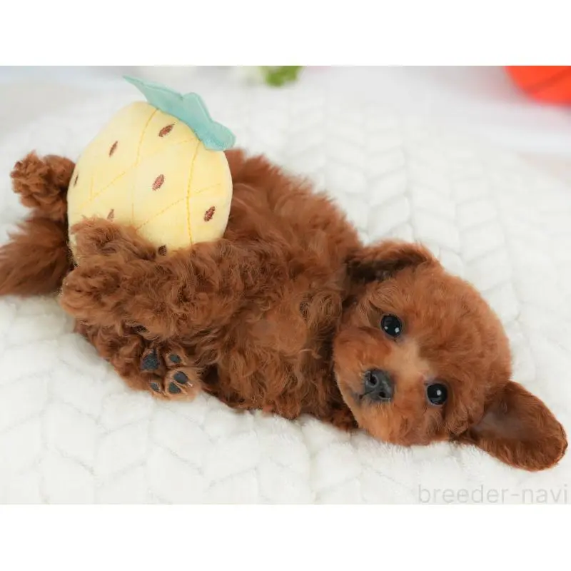 販売中の栃木県のトイプードル-454032の4枚目