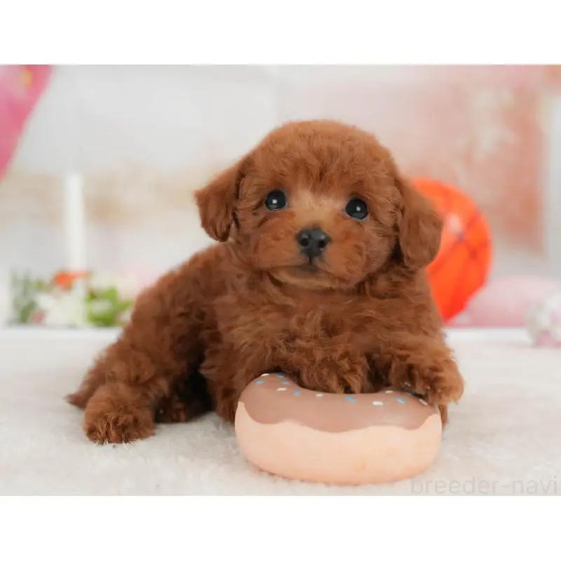 販売中の栃木県のトイプードル-454032の3枚目