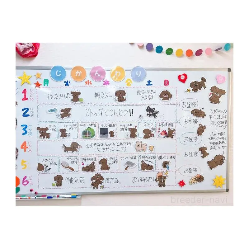 販売中の栃木県のトイプードル-454031の15枚目