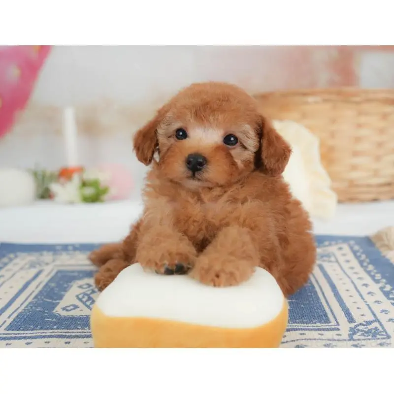 販売中の栃木県のトイプードル-454031の11枚目