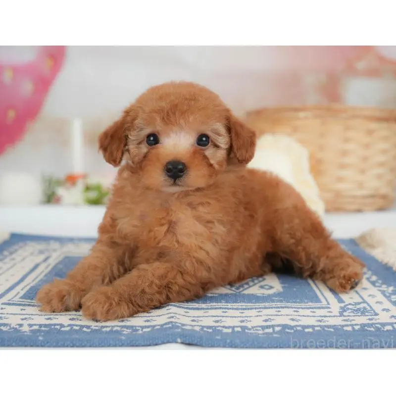 販売中の栃木県のトイプードル-454031の10枚目