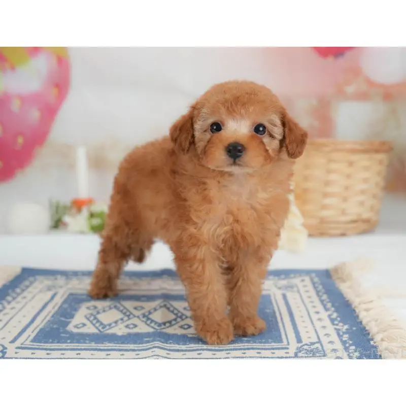 販売中の栃木県のトイプードル-454031の9枚目