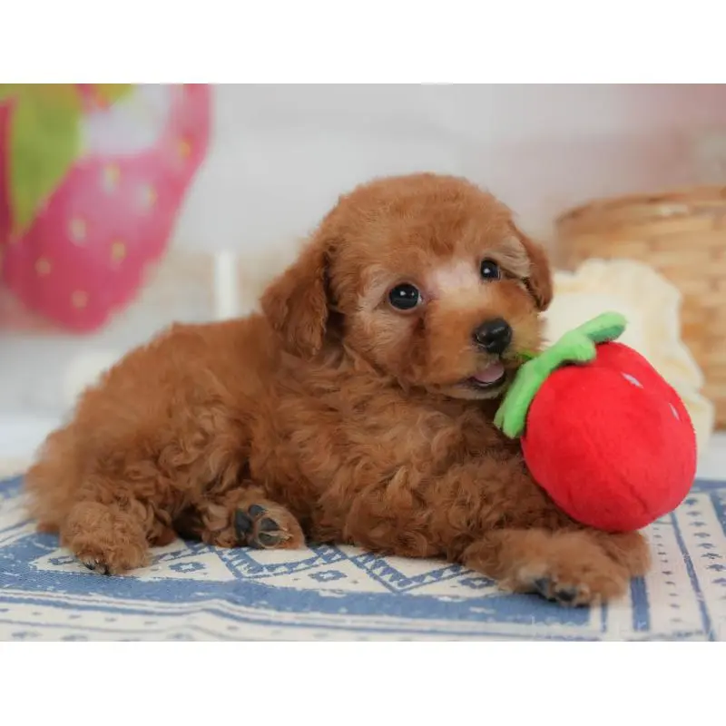 販売中の栃木県のトイプードル-454031の8枚目