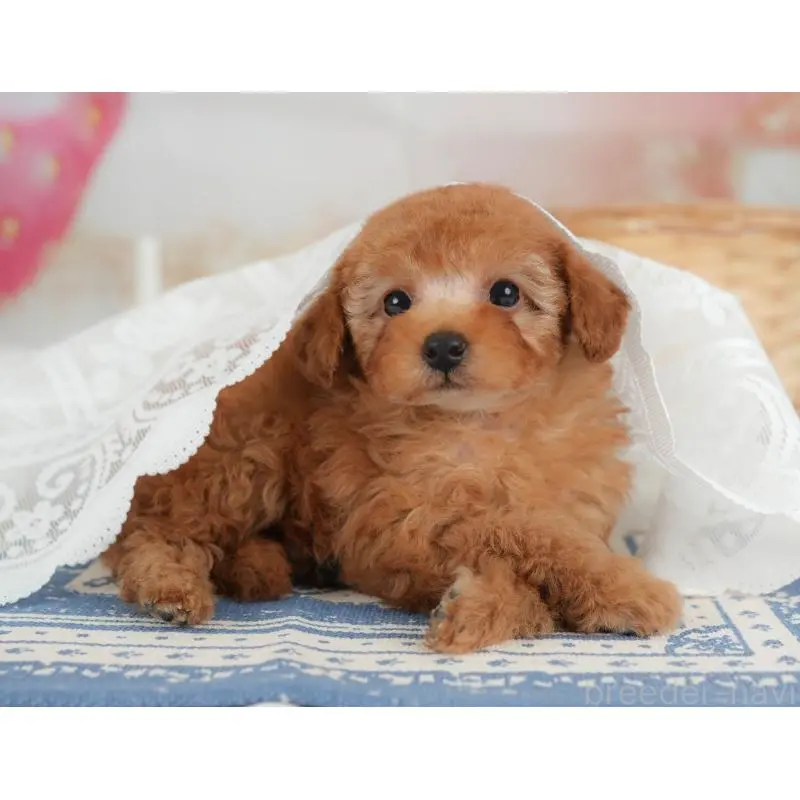 販売中の栃木県のトイプードル-454031の7枚目