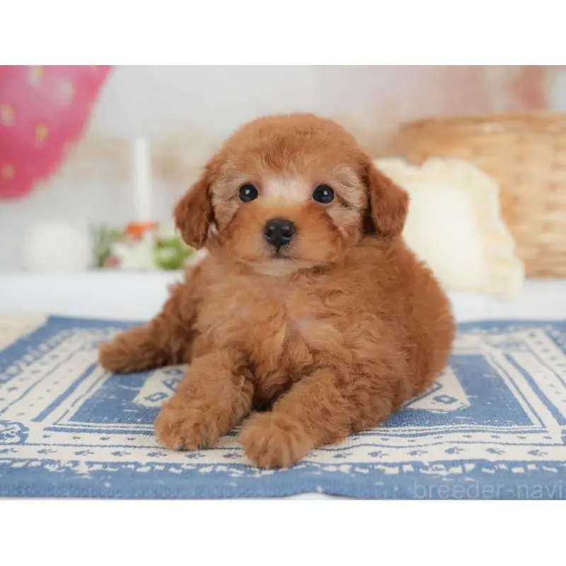 販売中の栃木県のトイプードル-454031の6枚目