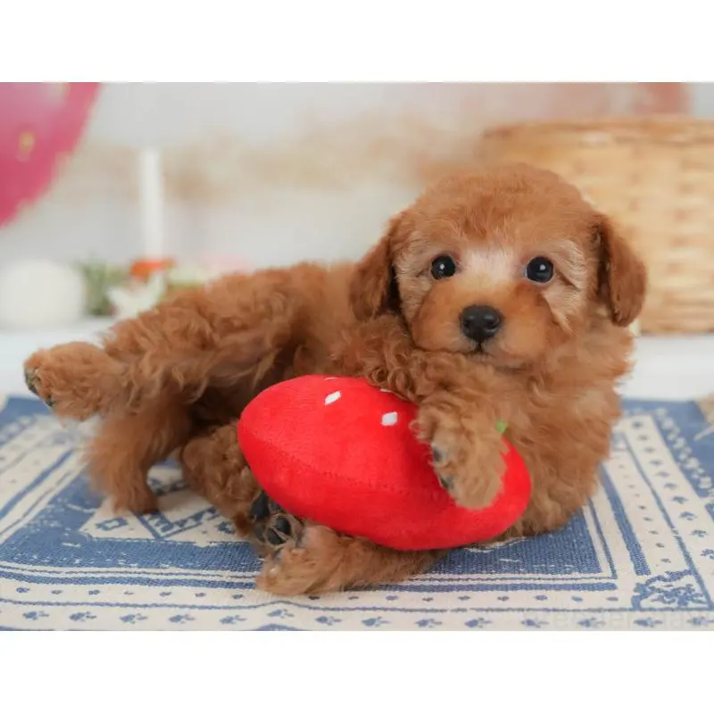 販売中の栃木県のトイプードル-454031の4枚目