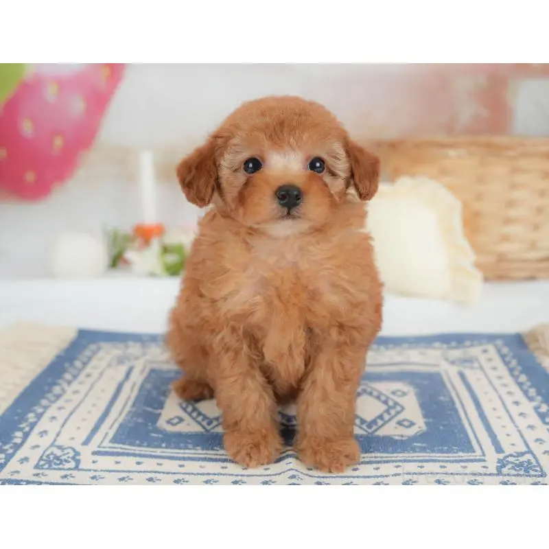 販売中の栃木県のトイプードル-454031の3枚目