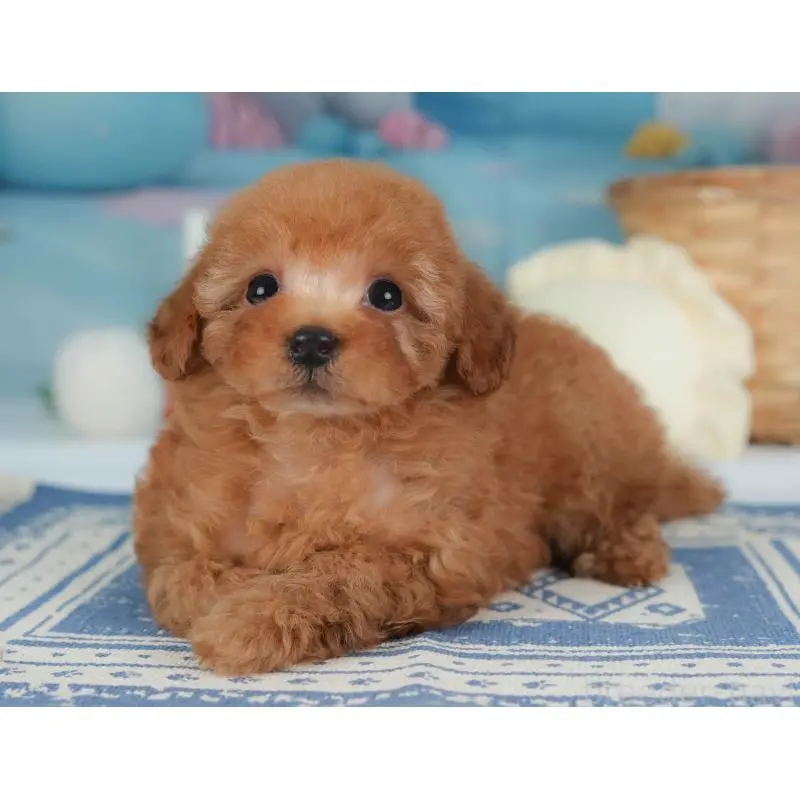 販売中の栃木県のトイプードル-454028の11枚目