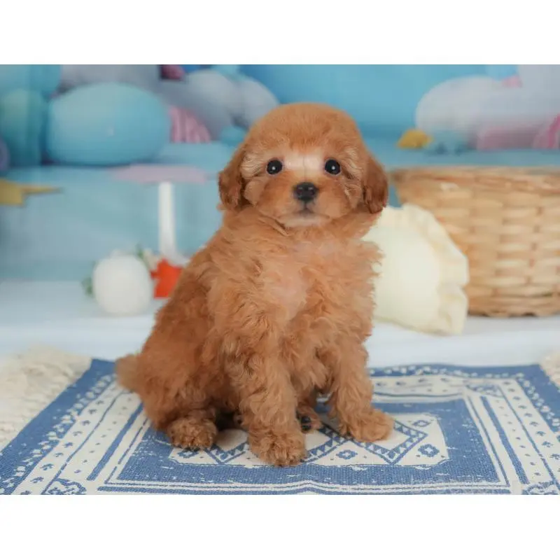 販売中の栃木県のトイプードル-454028の10枚目